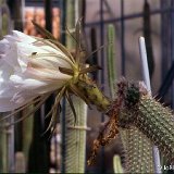 Trichocereus lamprochlorus ©JL.jpg